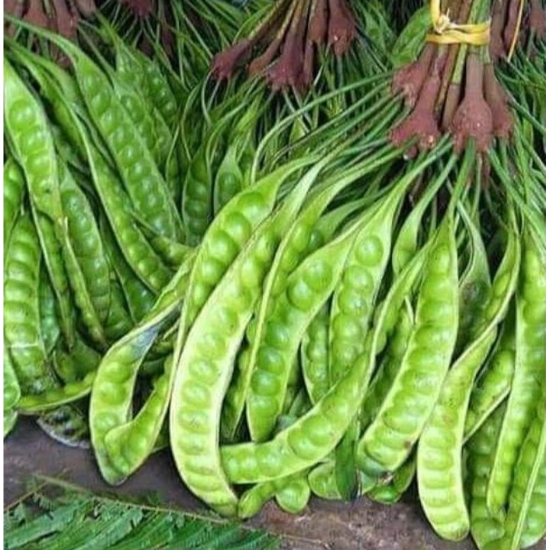 

Pete petai buah1 papan lalapan lonjoran super pilihan langsung dari pohon