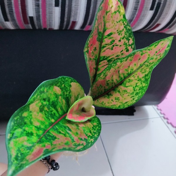 Tanaman Hias/bunga Hias Aglonema Heng Heng Indukan