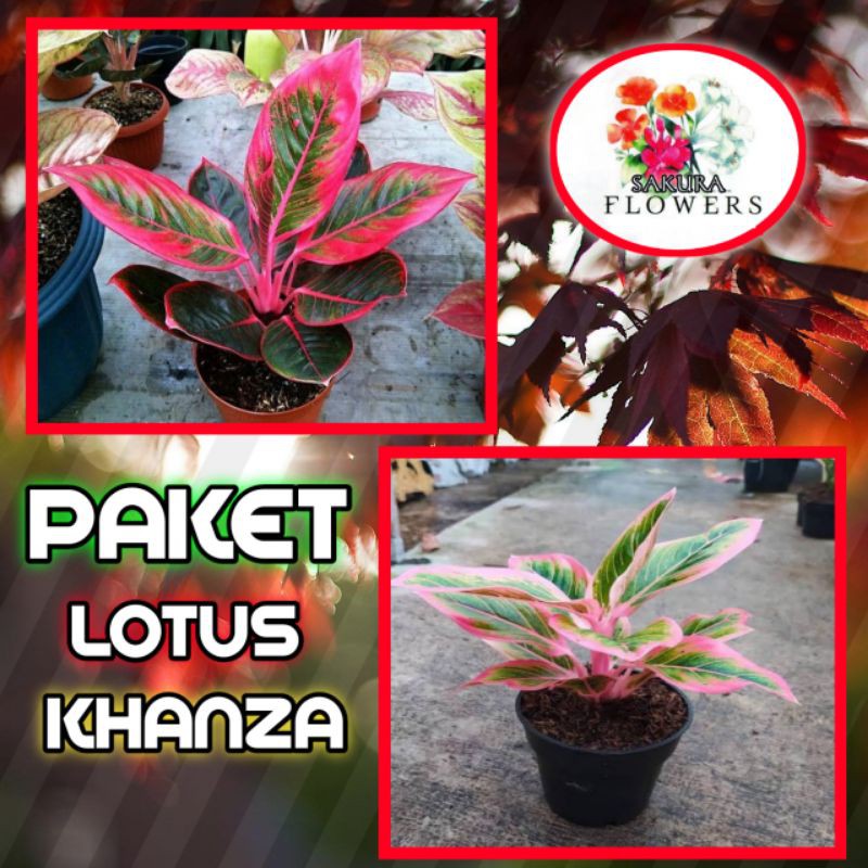 Paket bonggol aglonema Khanza + Lotus
