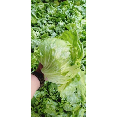 

Lettuce segar