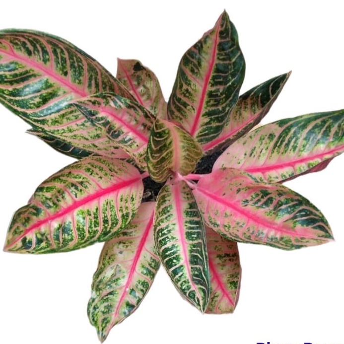 aglonema pride of Sumatra pos mutasi