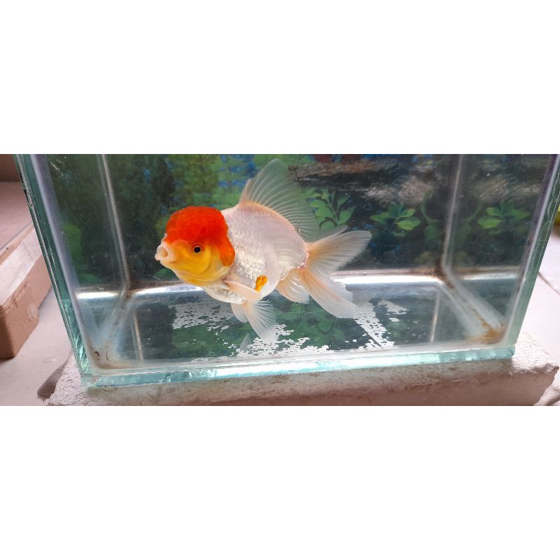 ikan oranda redcap