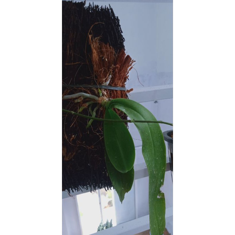 anggrek phalaenopsis amabilis