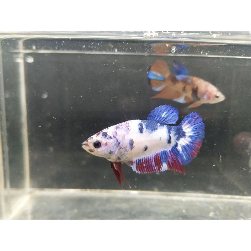 Ikan Cupang Plakat Nemo Candy Female/Betina