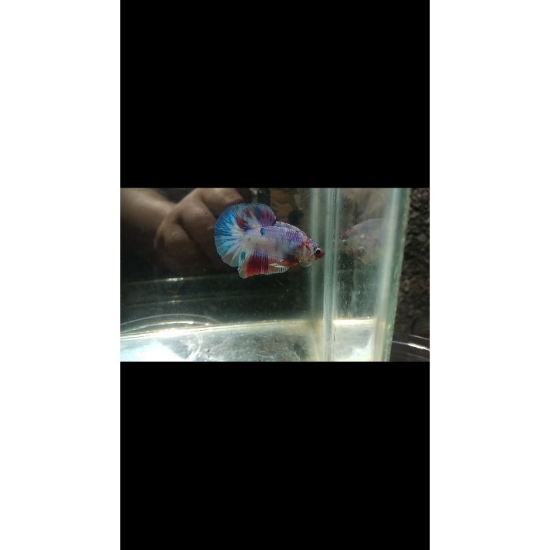 Cupang Candy Multicolor