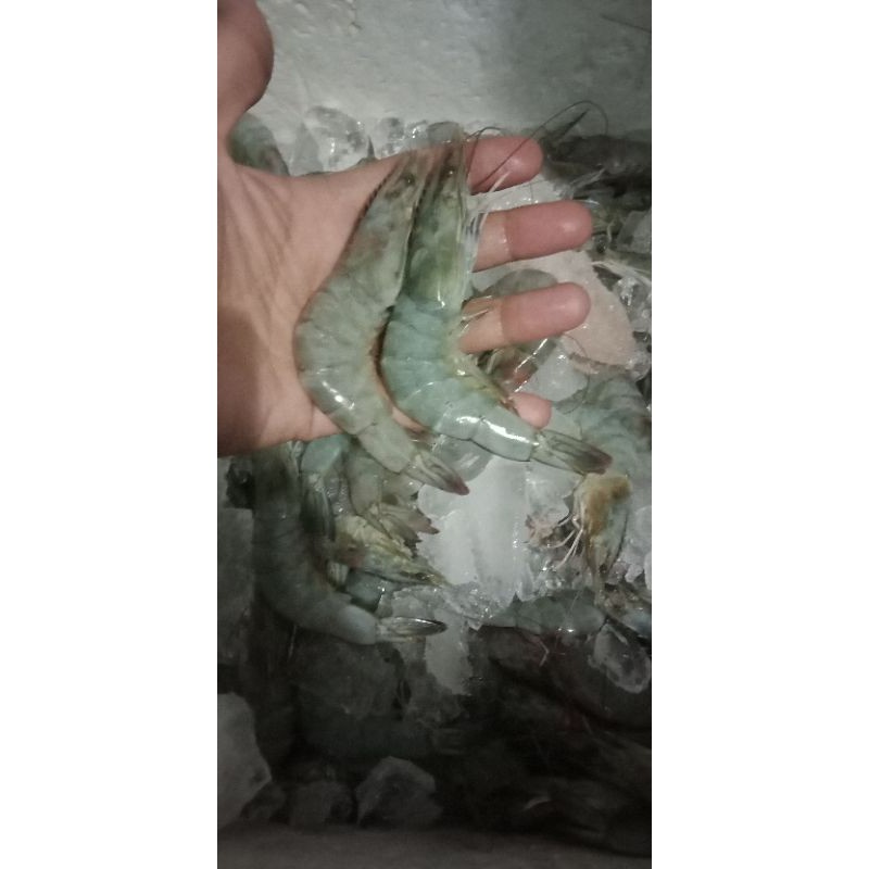 

Udang Segar size 51-60