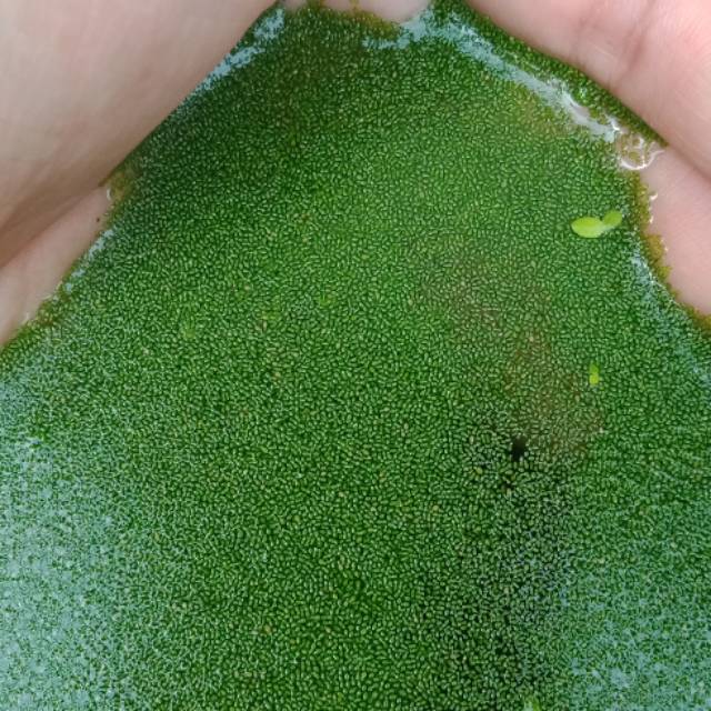 wolfia tanaman air/ untuk pakan ikan tinggi protein