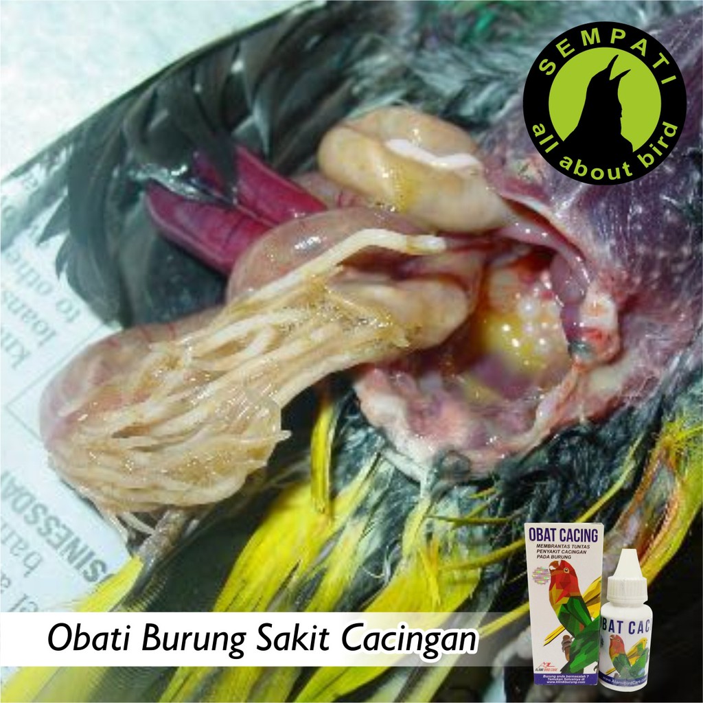 Obat Cacing Alami Bird Care Obat Burung Sakit Cacingan Kurus Nyilet Shopee Indonesia