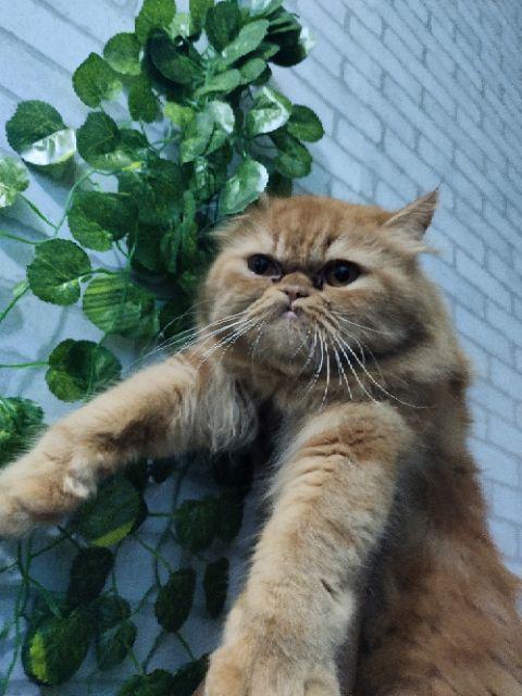 Daun Juntai Artificial