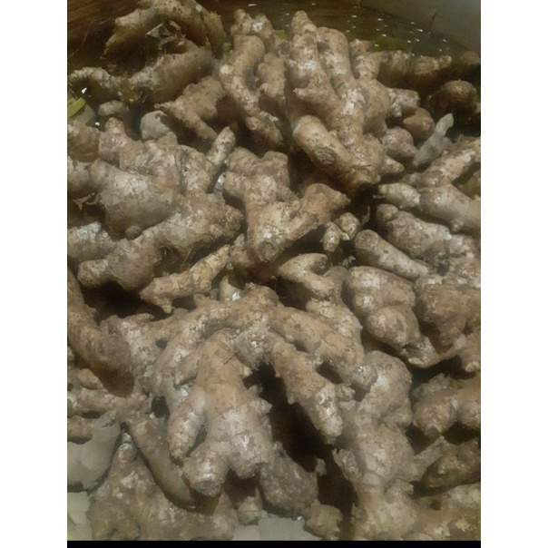 

JAHE MURAH!!!JAHE GAJAH SEGAR TERMURAH
