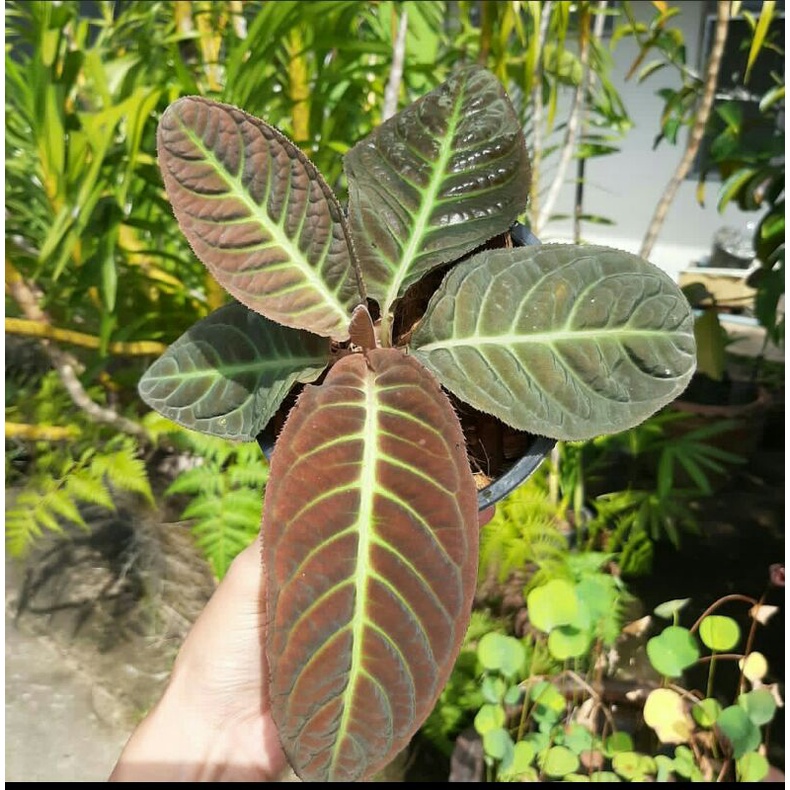 ARDISIA SUNRISE SP ORIGINAL