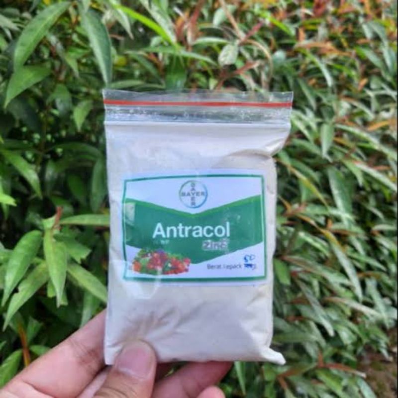Antracol Fungisida