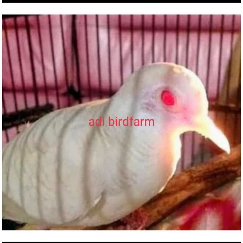 perkutut putih mata merah asli