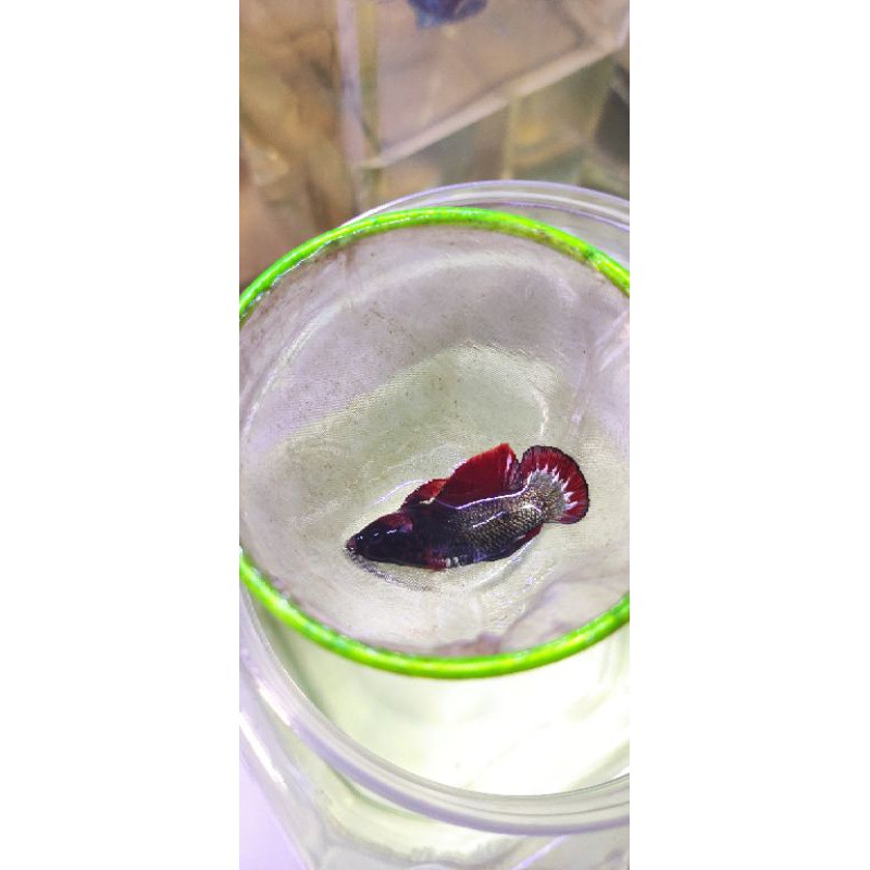 Cupang FCCP copper Red TOP grade