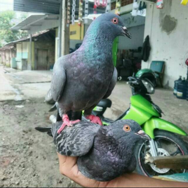ekorahmad