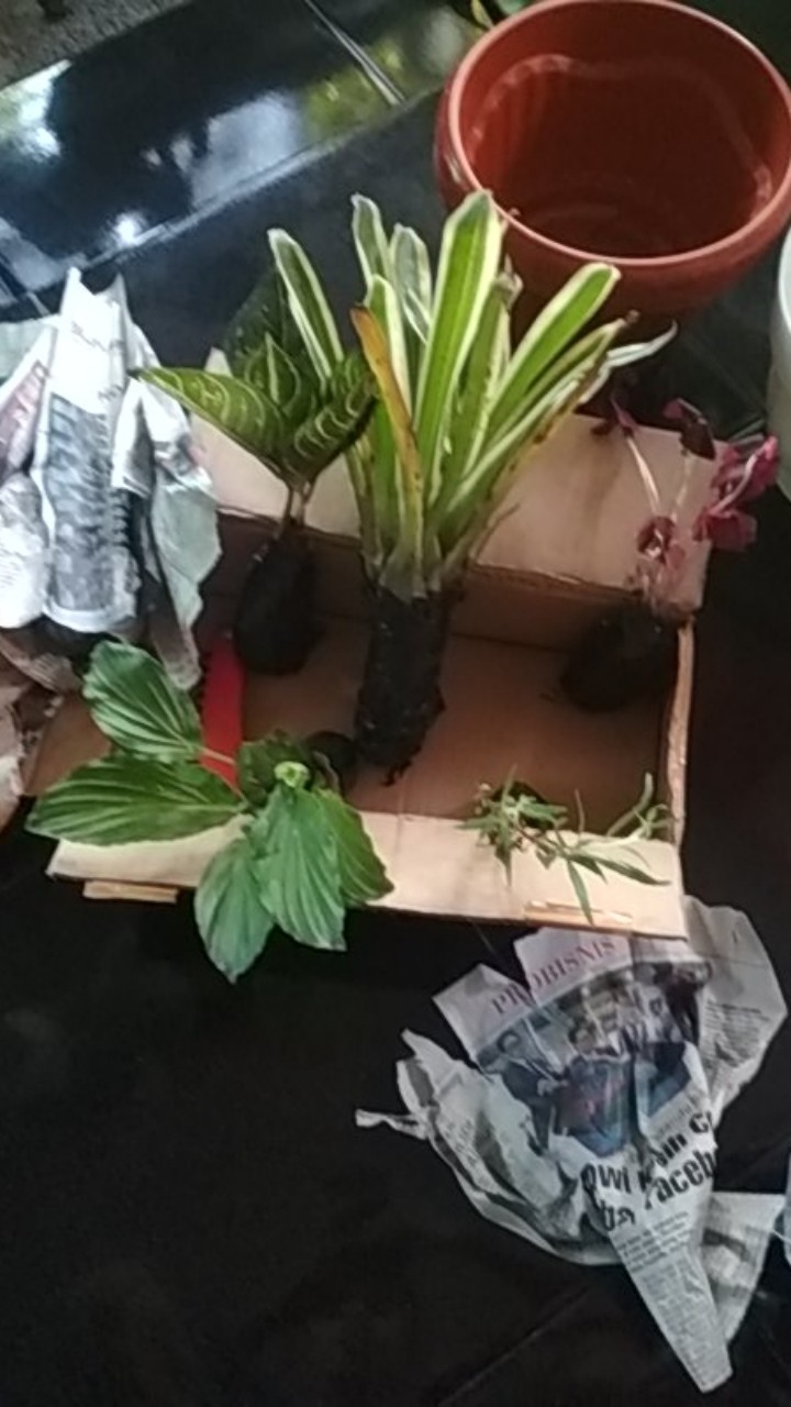 Promo Tanaman Hias Daun Kupukupu Ungu Kupu Kupu Oxalis Tanaman Unik