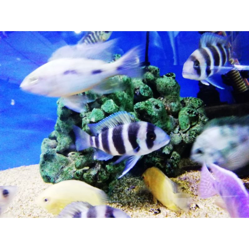 Frontosa burundi | tangayika cichlid