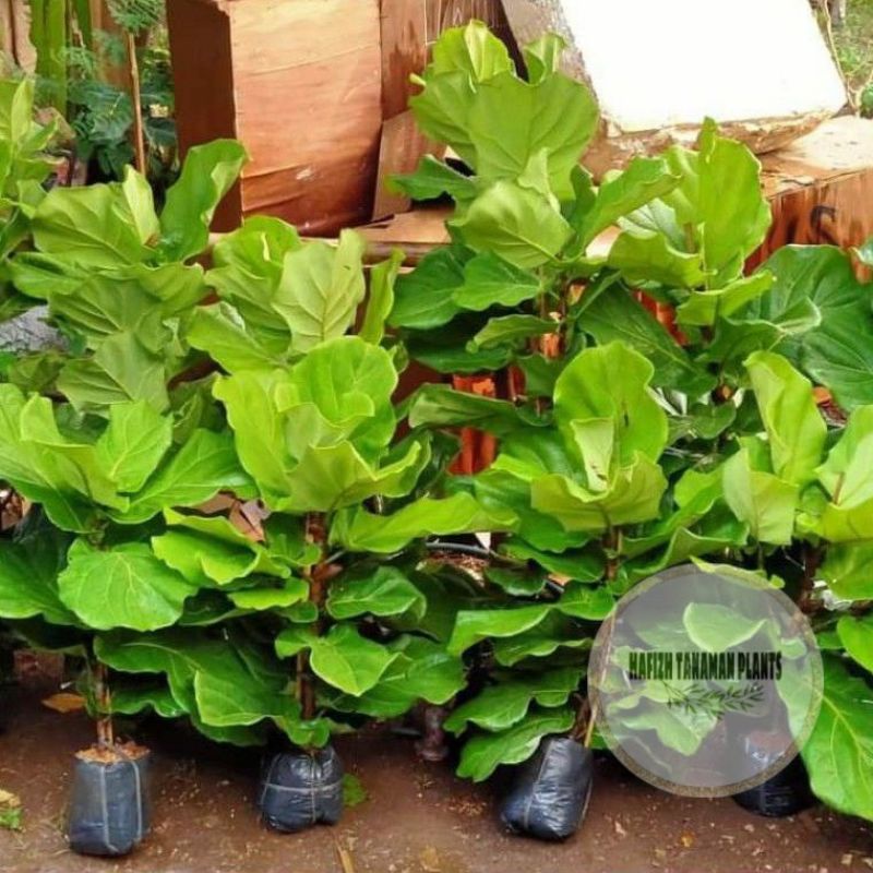 Tanaman Hias Ketapang Biola Cantik-Tanaman Kuat Tahan Air Dan Panas Tanaman Hidup-,Bunga Hidup Murah