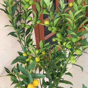 Bibit Buah Jeruk Nagami Sudah Berbuah/Bibit Jeruk  Nagami Berbuah Okulasi/Tanaman Bibit Jeruk Nagami