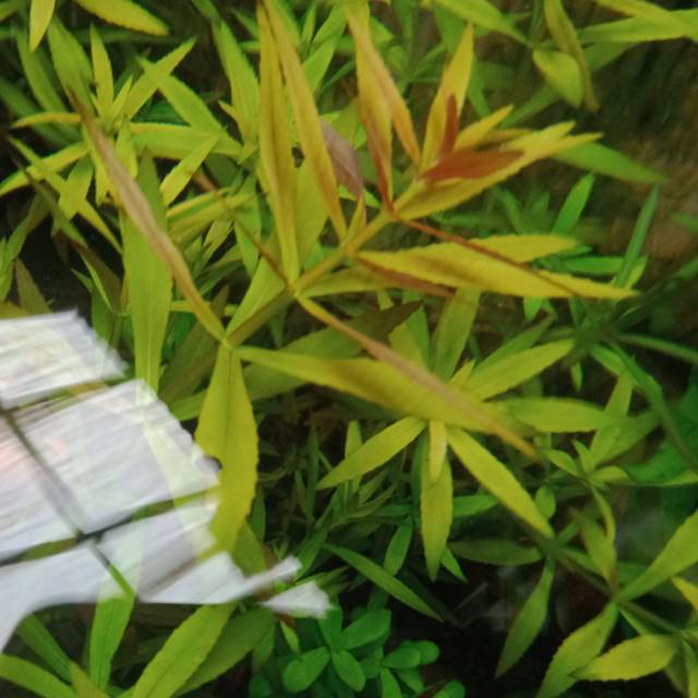 Tanaman AQuascape Aromatica