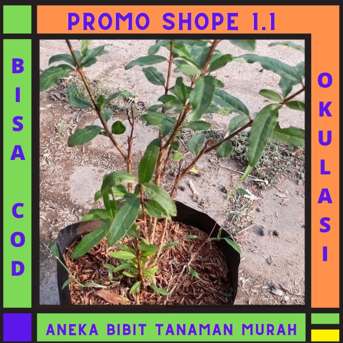 Bibit buah delima merah biji lunak red ruby pomegranate spanyol