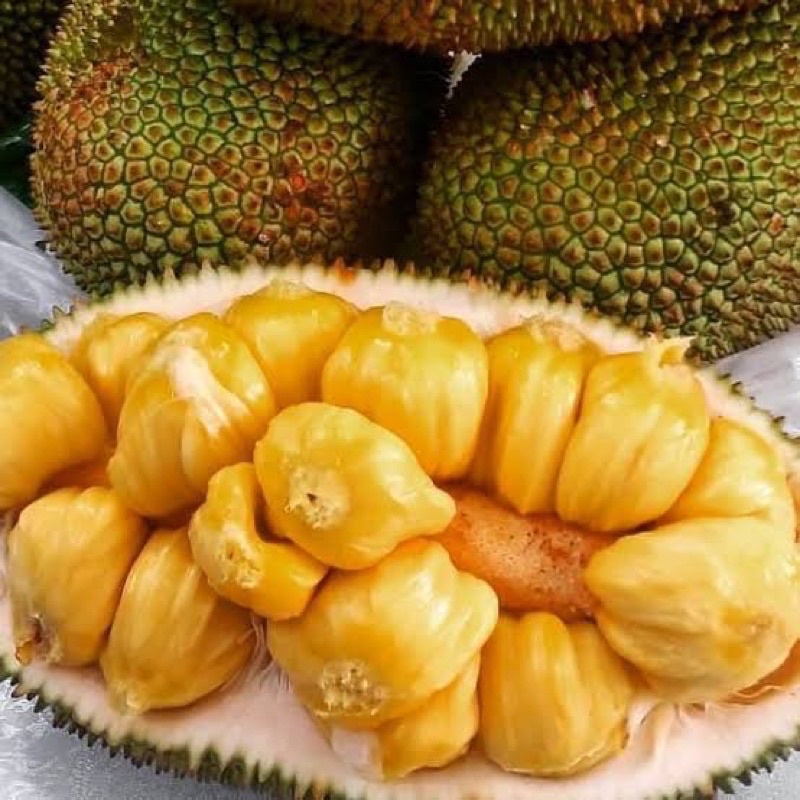 BUAH BUAHAN NANGKA CEMPEDAK LOKAL PARCEL BUAH SEGAR MATANG UTUH BOGOR GRADE A