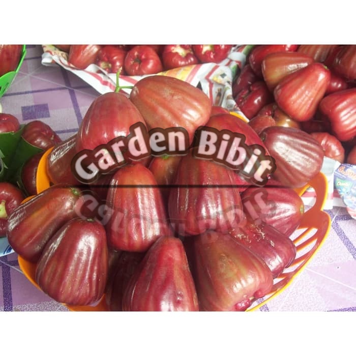 Bibit jambu air dalhari original siap berbuah dalam pot