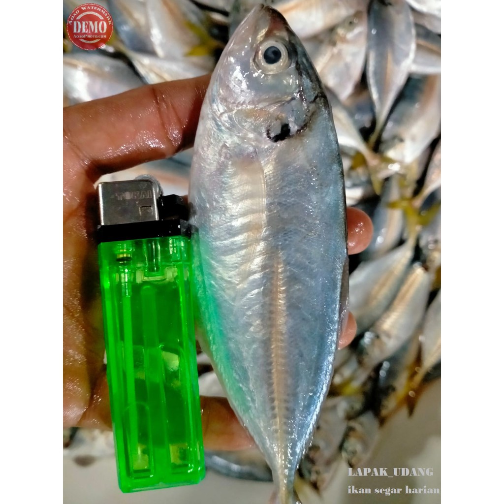 

Ikan Selar Segar Ikan Selar Gapret Ikan Fresh Laut Kualitas GARANSI SEGAR