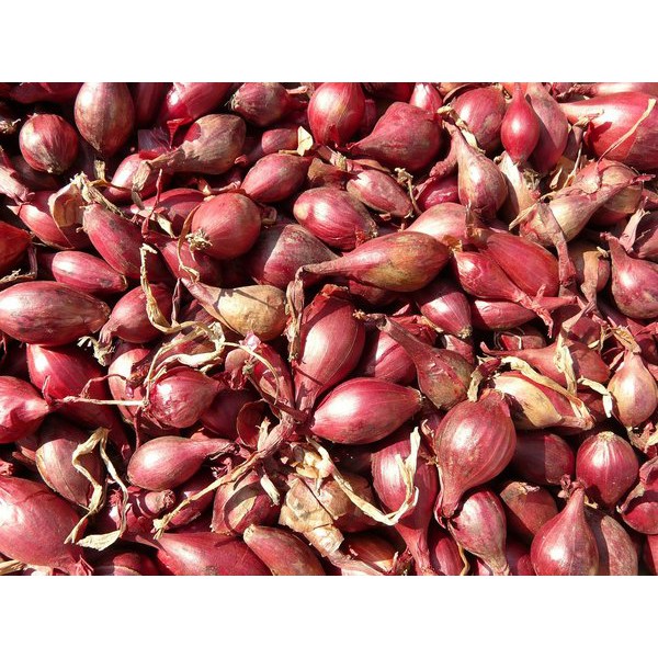 

bawang sumenep 250 gram