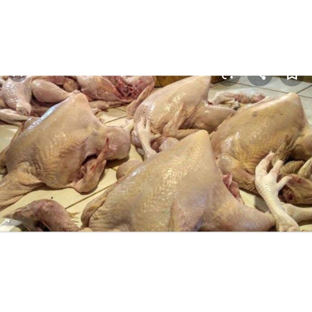 

Ayam Utuh segar