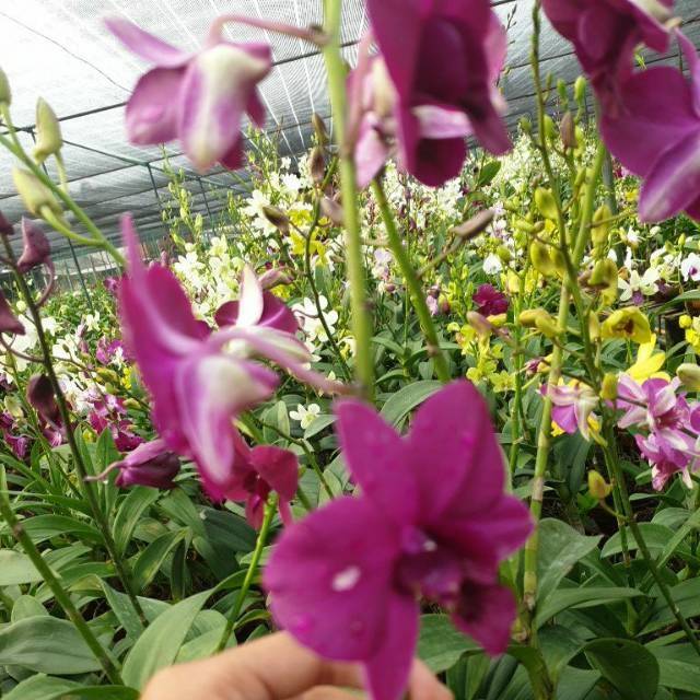 Anggrek dendrobium bunga ungu