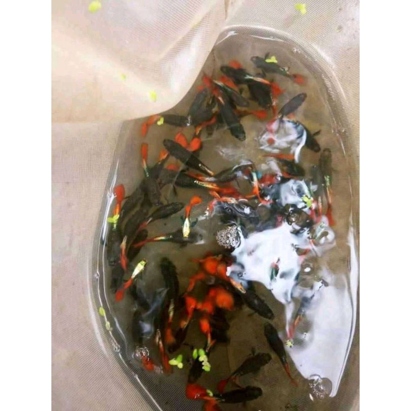 ikan guppy prtde(pasangan)