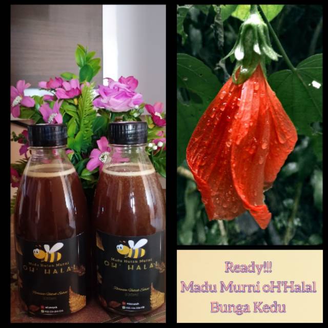 

Madu hutan MURNI oH'Halal "Bunga Kedu"..