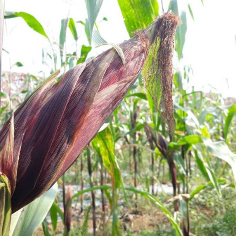 Benih Jagung Ungu F1 Pulut Jantan - Bibit Sayur