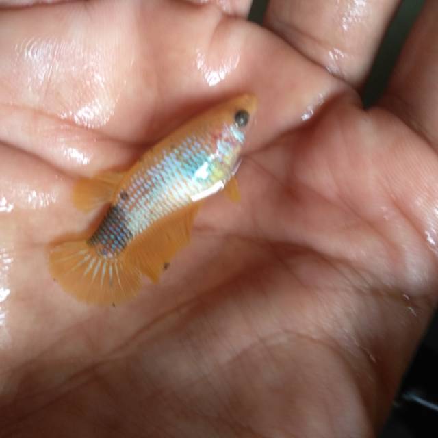 Yellow Fancy ( Female 1 )