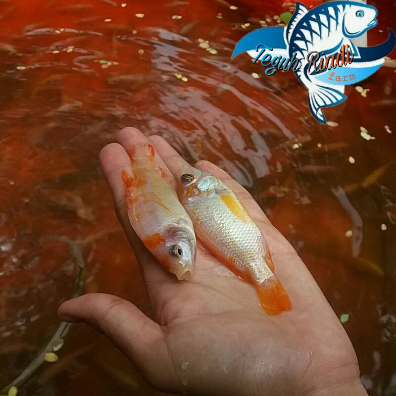 Bibit ikan Nila merah bangkok