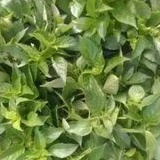 

Daun Kemangi