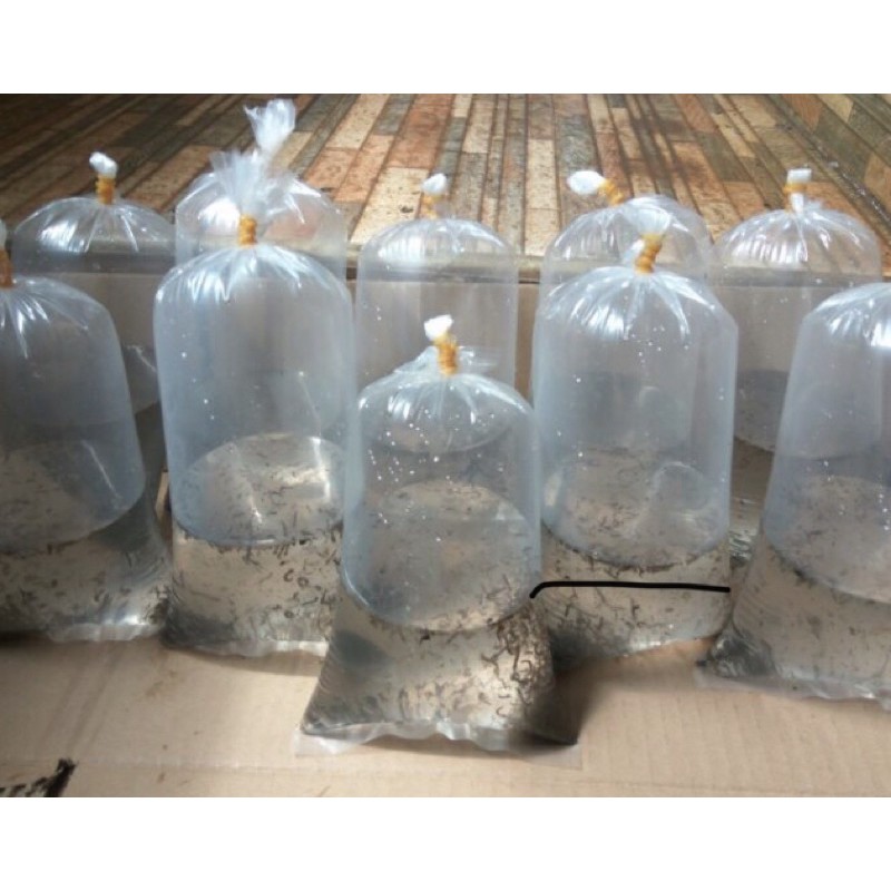 JENTIK NYAMUK | ENCU