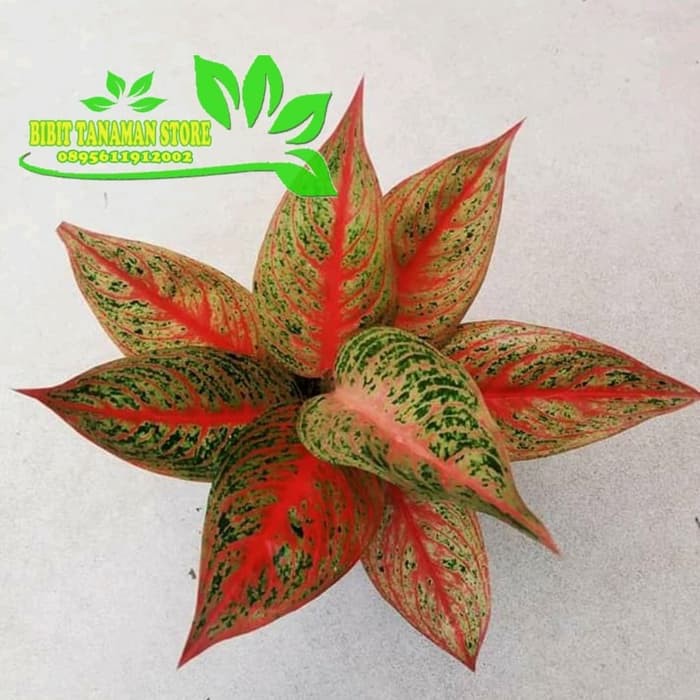 tanaman hias aglonema legacy - pohon aglonema legacy