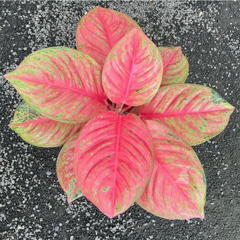 BISA COD Tanaman hias aglonema Hidup Wulandari aglo wulandari murah best seller ratudaunursery