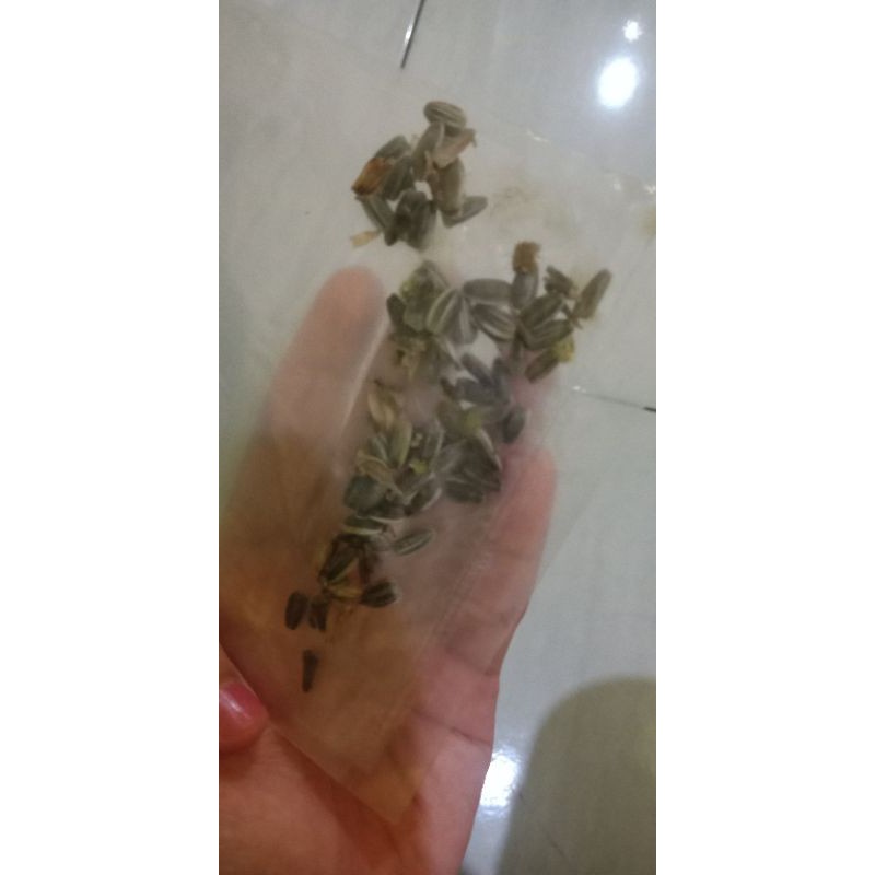 benih biji bunga matahari