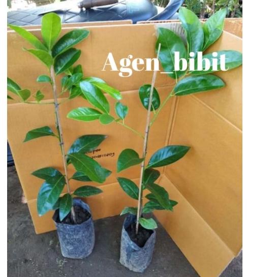 Big Sale.. Bibit Black Sapote Jumbo Cangkok Asli Okulasi / Sawo Mexico ( Sawo Hitam )