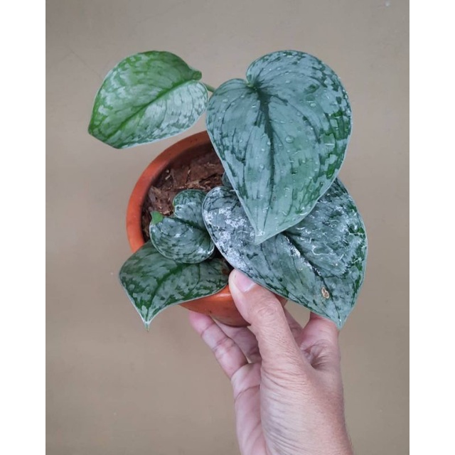 Scindapsus Silver Splash