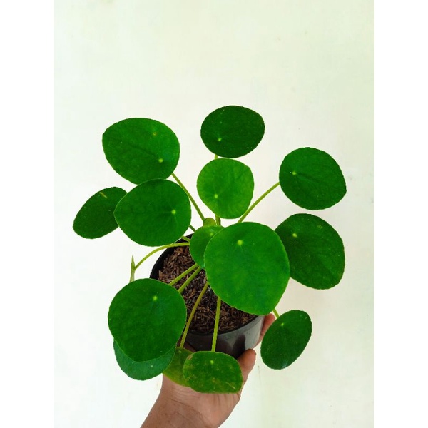 pilea