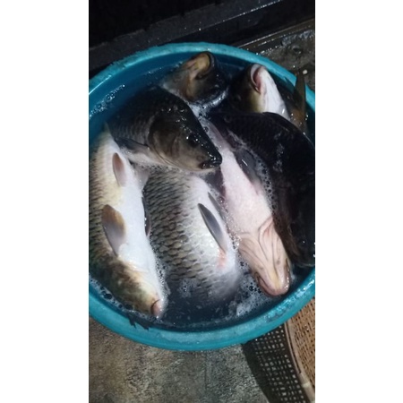 ESSEN IKAN ESSEN IKAN MAS ESEN TOMBRO JEDUD