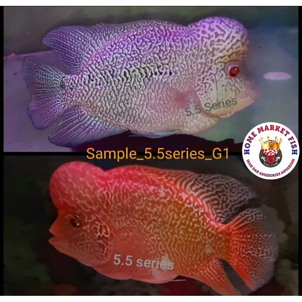 burayak LOUHAN CENCU X KAMFA GB GOLDEN BASE burayak Sample indukan REAL VIDEO ikan BURAYAK