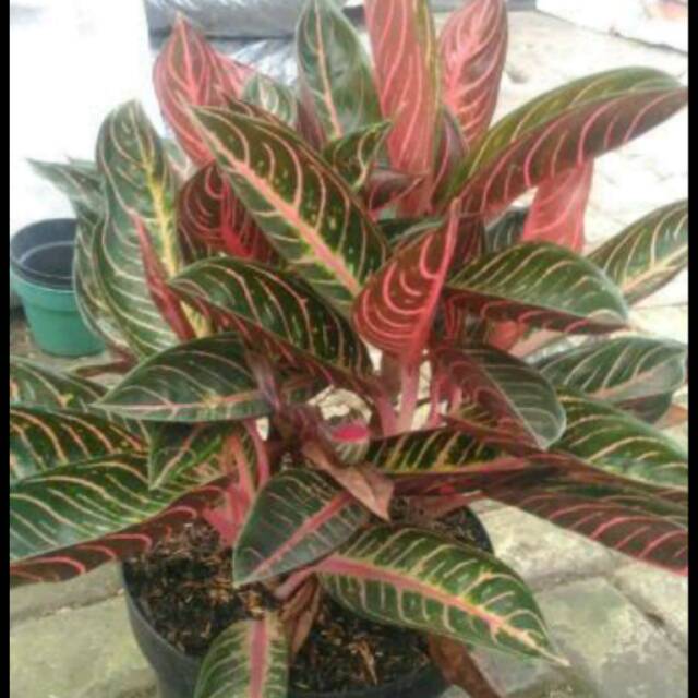 Bibit Aglonema Red Sumatra Pride Of Sumatera Shopee Indonesia