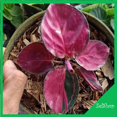 Calathea Pink Rossy / Calathea Sexy Pink / Kalatea Pink
