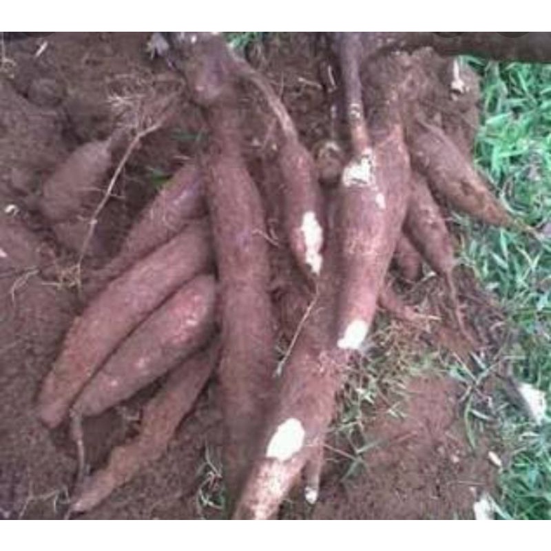 

singkong pilihan empuk dan nikmat/kg