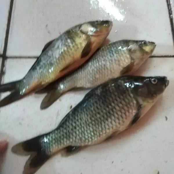 

IKAN MAS (500 GRAM)